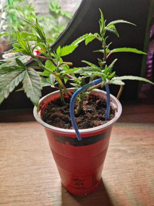 Pink Poochie Vaders Cut. Week 6 - 07.03.26 