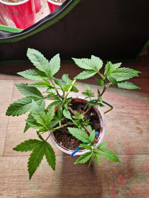Pink Poochie Vaders Cut. Week 6 - 07.03.26 