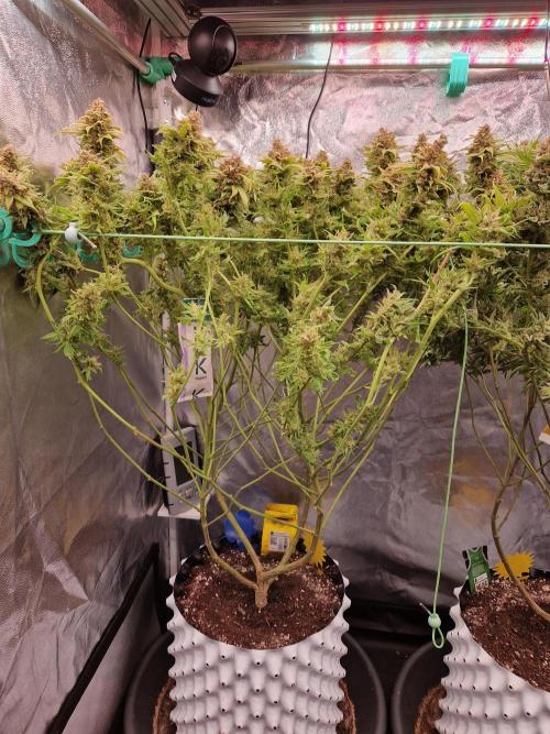 Lemon Mandarin. Week 24 - 08.03.26 