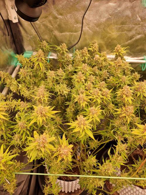 Lemon Mandarin. Week 24 - 08.03.26 