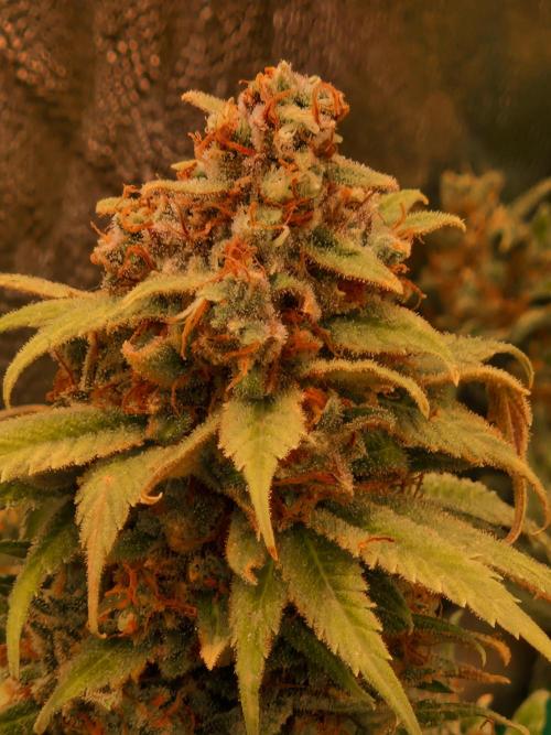 Lemon Mandarin. Week 24 - 08.03.26 