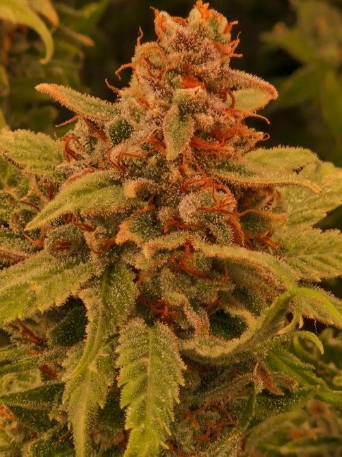 Lemon Mandarin. Week 24 - 08.03.26 