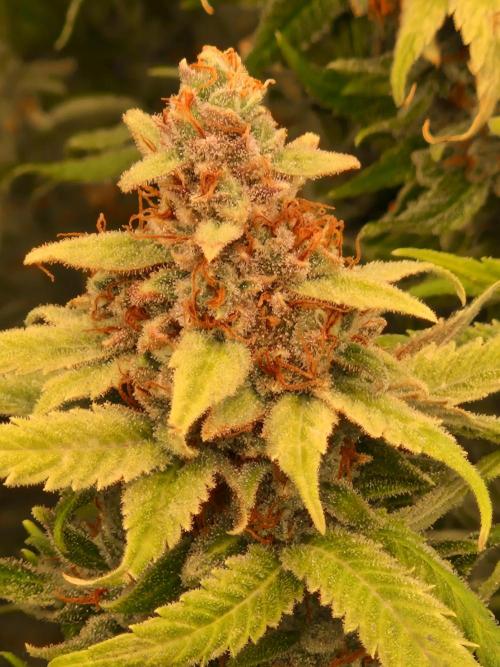 Lemon Mandarin. Week 24 - 08.03.26 