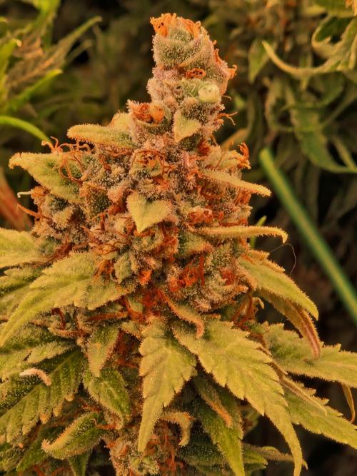 Lemon Mandarin. Week 24 - 08.03.26 