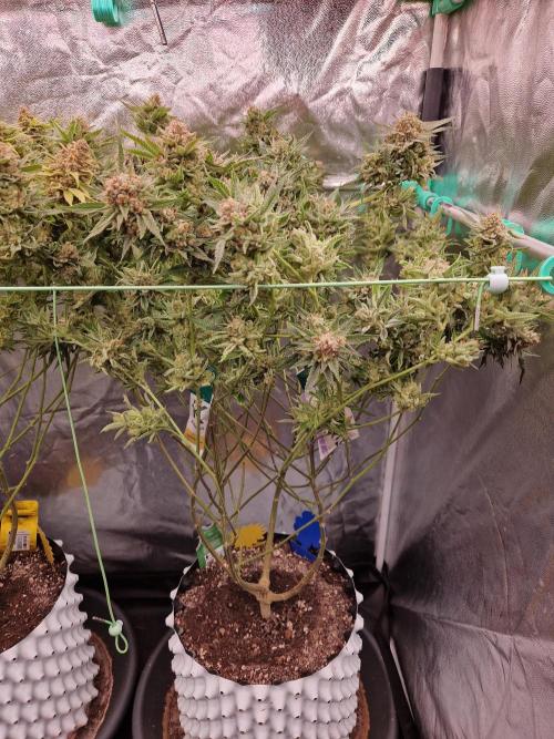 Gorilla Melon. Week 24 - 08.03.26 