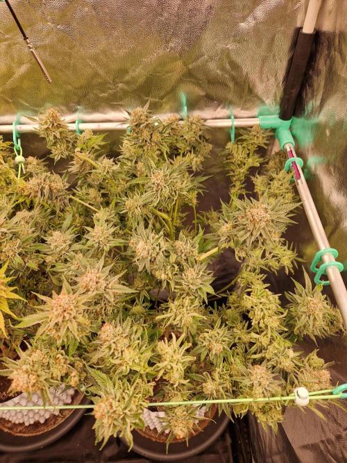 Gorilla Melon. Week 24 - 08.03.26 