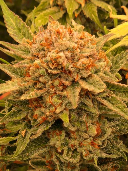 Gorilla Melon. Week 24 - 08.03.26 