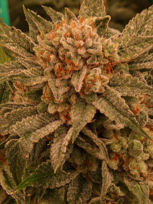 Gorilla Melon. Week 24 - 08.03.26 