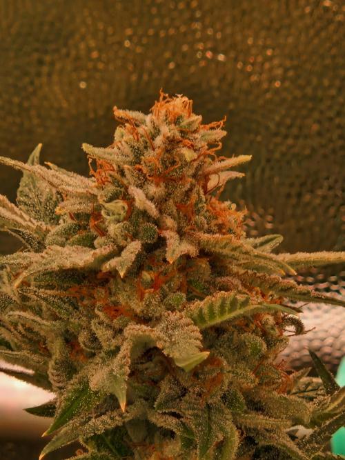 Gorilla Melon. Week 24 - 08.03.26 