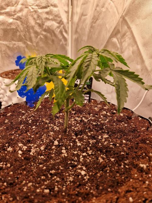 Hawaiian Rainbows. Week 6 - 14.03.26
