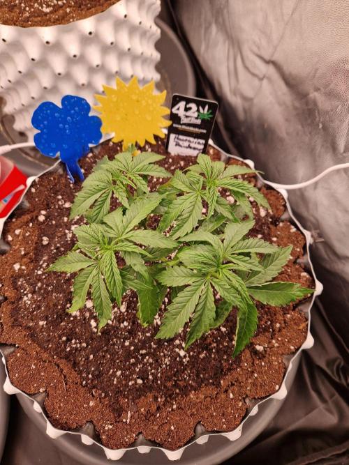 Hawaiian Rainbows. Week 6 - 14.03.26 