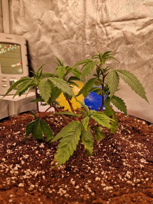 Pink Poochie Vaders Cut. Week 7 - 14.03.26