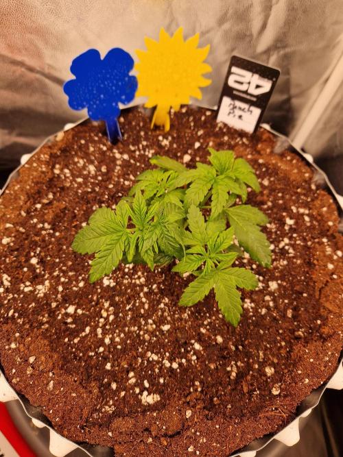Punch Pie. Week 6 - 14.03.26 