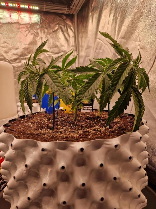 Hawaiian Rainbows. Week 7 - 21.03.26 
