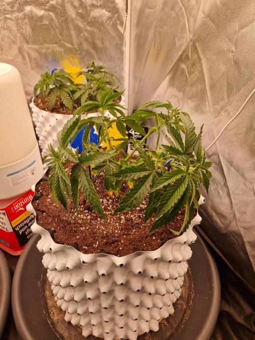 Hawaiian Rainbows. Week 7 - 21.03.26 