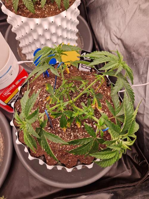 Hawaiian Rainbows. Week 7 - 21.03.26 