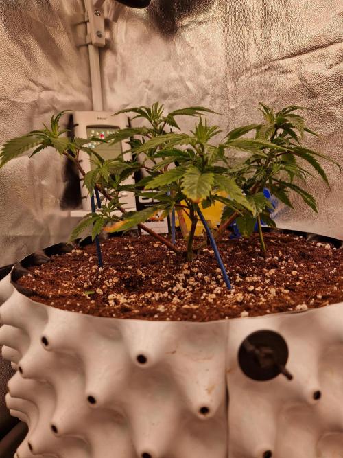 Pink Poochie Vaders Cut. Week 8 - 21.03.26 