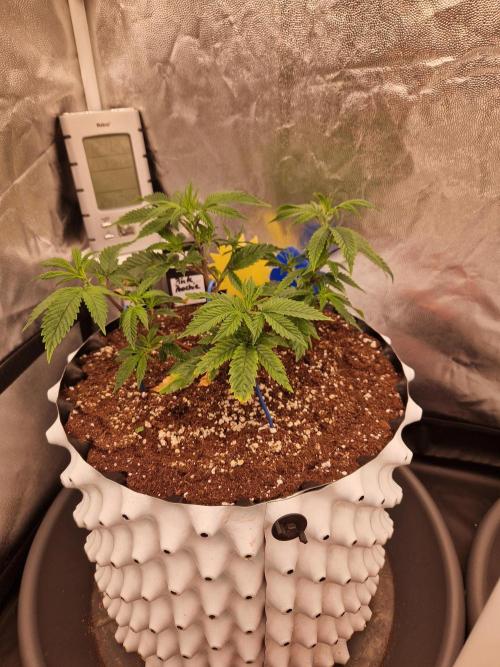 Pink Poochie Vaders Cut. Week 8 - 21.03.26 