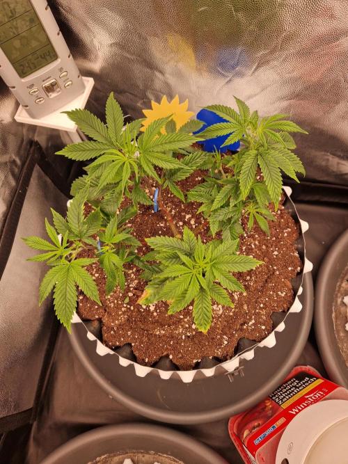 Pink Poochie Vaders Cut. Week 8 - 21.03.26 
