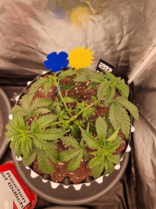 Punch Pie. Week 7 - 21.03.26