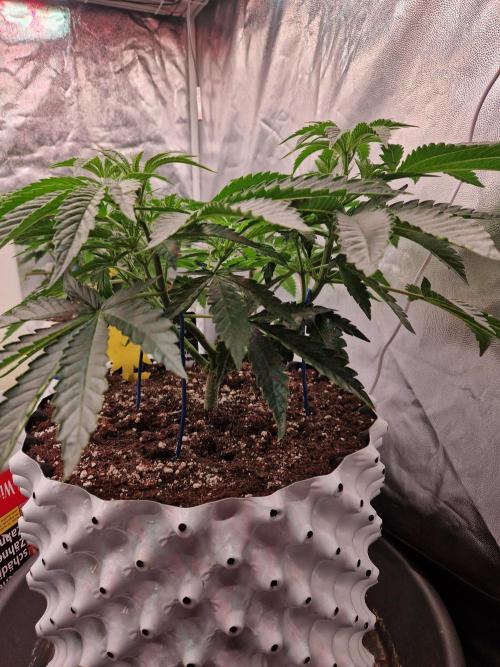 Hawaiian Rainbows. Week 8 - 27.03.26 