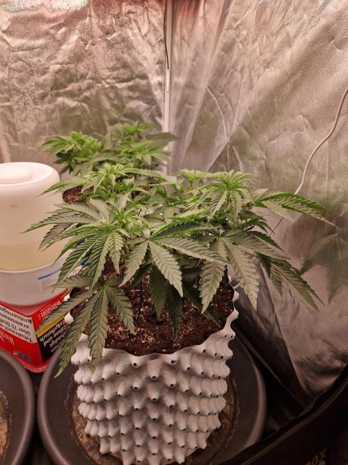 Hawaiian Rainbows. Week 8 - 27.03.26 