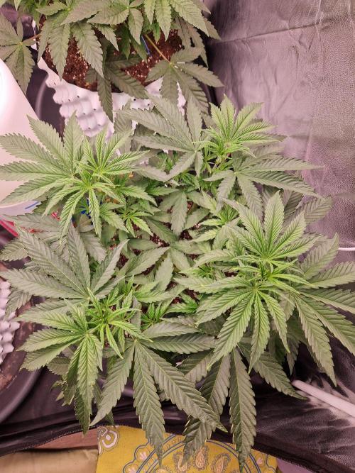 Hawaiian Rainbows. Week 8 - 27.03.26 