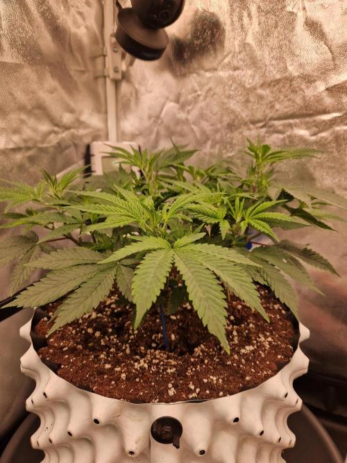 Pink Poochie Vaders Cut. Week 9 - 27.03.26 