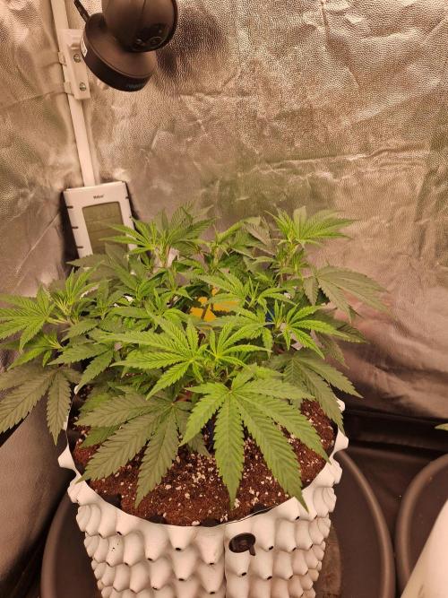 Pink Poochie Vaders Cut. Week 9 - 27.03.26 
