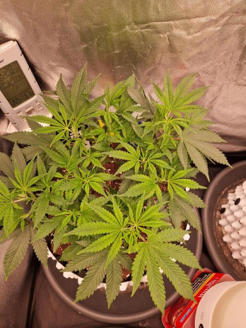 Pink Poochie Vaders Cut. Week 9 - 27.03.26 