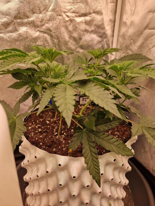 Punch Pie. Week 8 - 27.03.26 