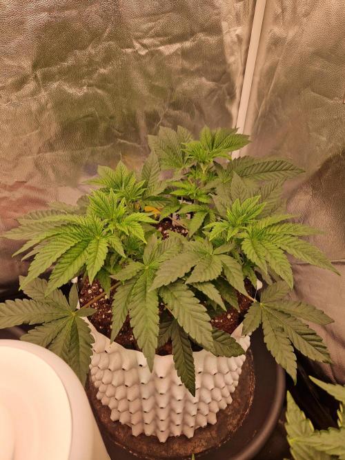 Punch Pie. Week 8 - 27.03.26 
