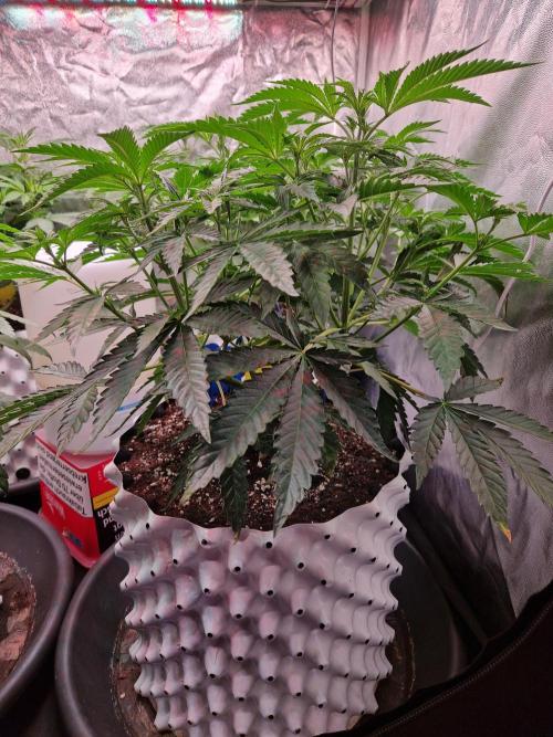 Hawaiian Rainbows. Week 9 - 03.04.26