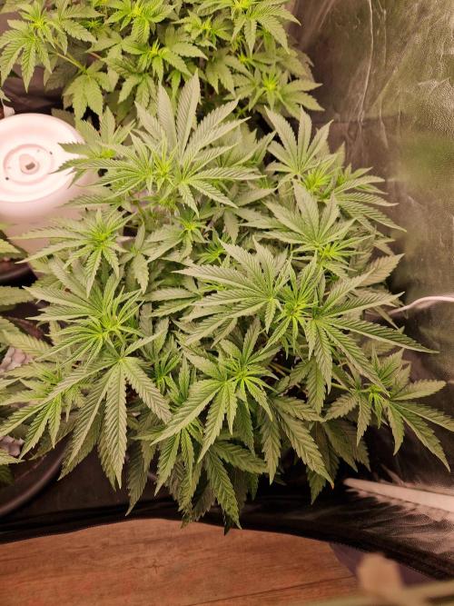 Hawaiian Rainbows. Week 9 - 03.04.26