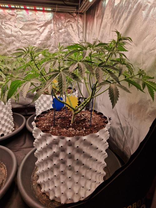 Hawaiian Rainbows. Week 9 - 03.04.26