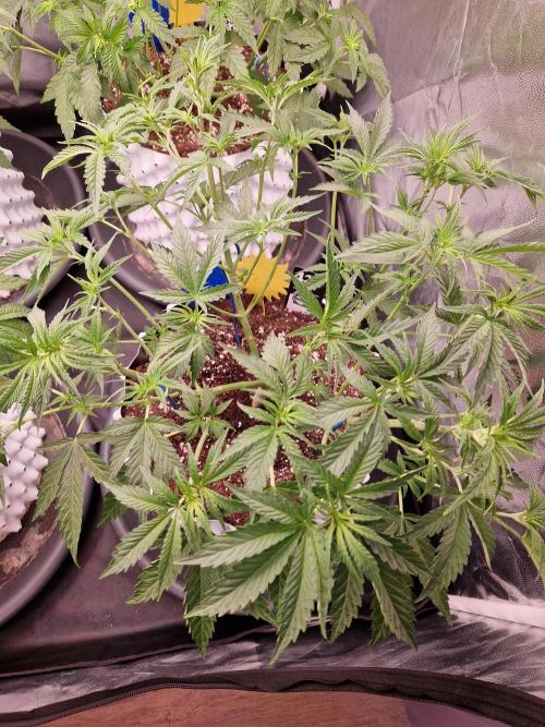 Hawaiian Rainbows. Week 9 - 03.04.26