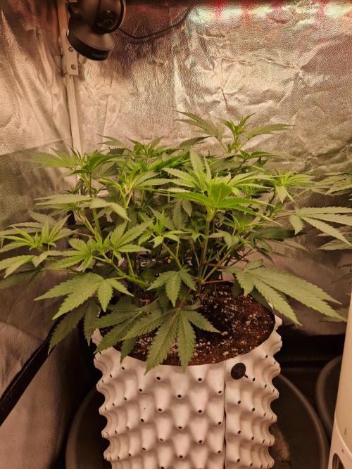 Pink Poochie Vaders Cut. Week 10 - 03.04.26