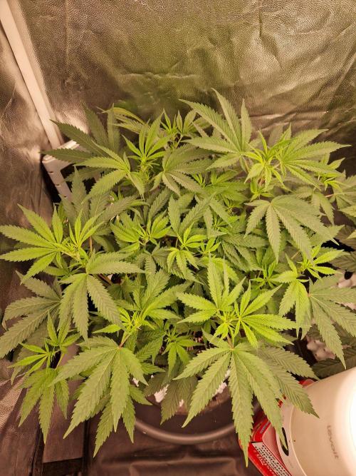 Pink Poochie Vaders Cut. Week 10 - 03.04.26
