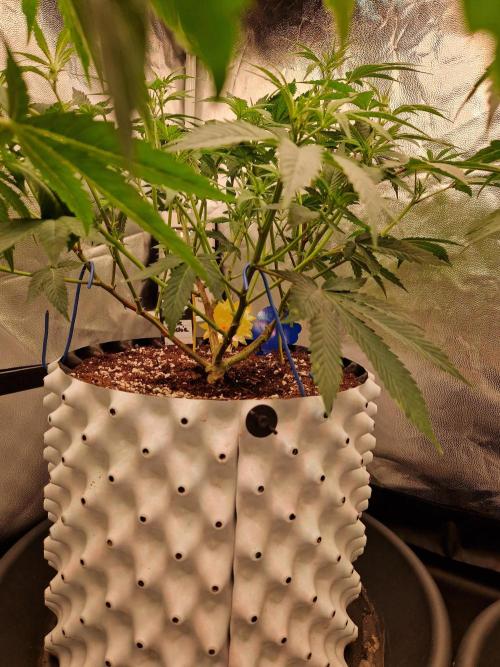Pink Poochie Vaders Cut. Week 10 - 03.04.26