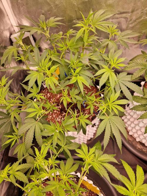 Pink Poochie Vaders Cut. Week 10 - 03.04.26