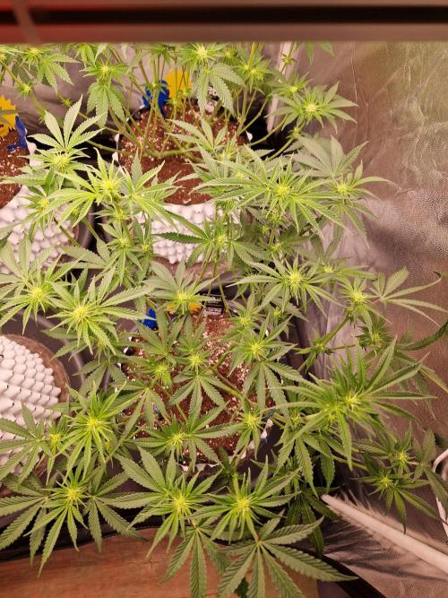 Hawaiian Rainbows. Week 10 - 12.04.26