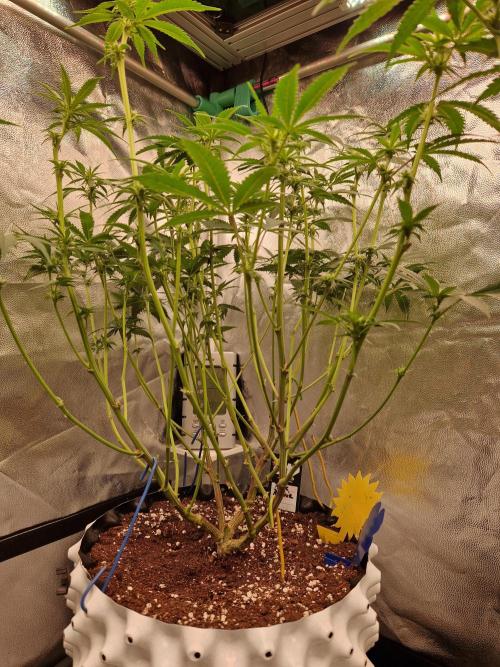 Pink Poochie Vaders Cut. Week 11 - 12.04.26