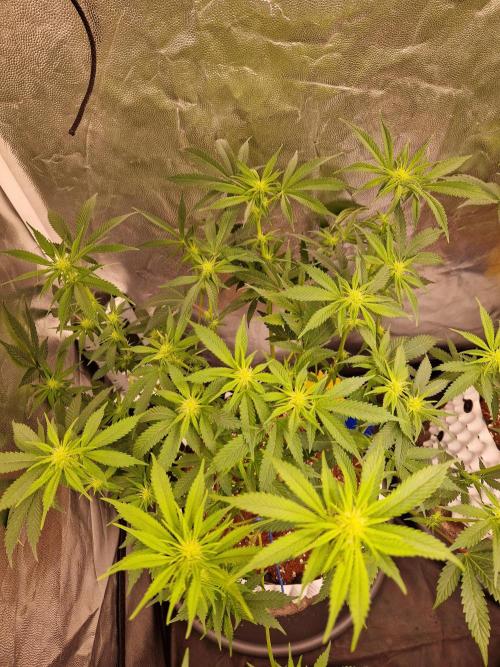 Pink Poochie Vaders Cut. Week 11 - 12.04.26