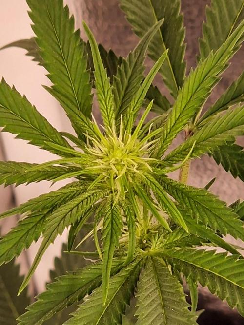Pink Poochie Vaders Cut. Week 11 - 12.04.26