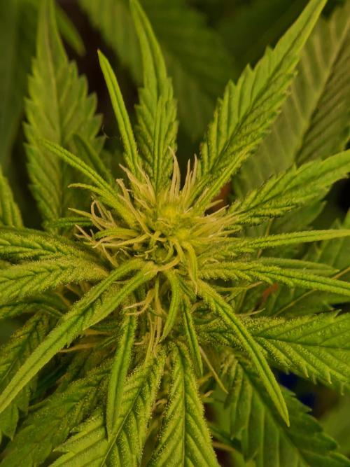 Pink Poochie Vaders Cut. Week 11 - 12.04.26