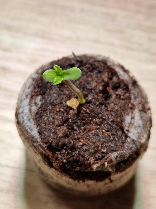 The White Sweet Candy OG One USAGenetics. Week 0 - 15.04.26 