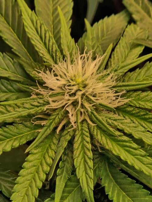 Epic Buzz. Week 10