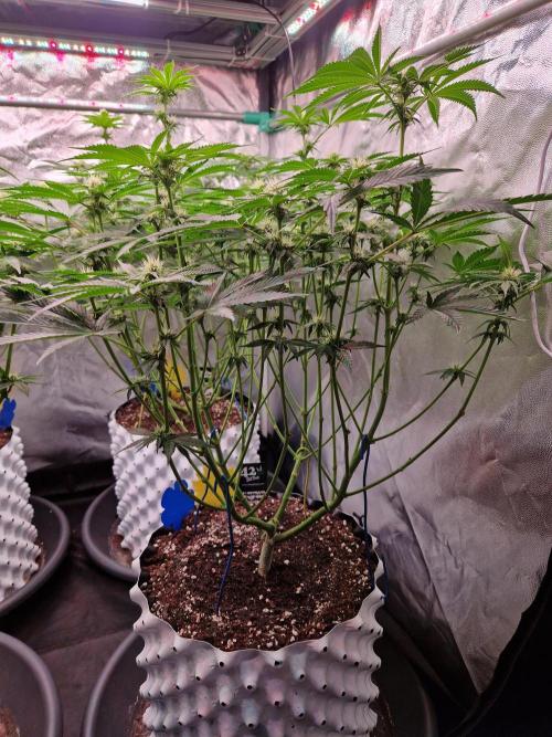 Hawaiian Rainbows. Week 11 - 17.04.26 