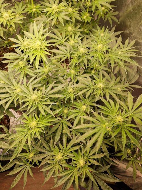 Hawaiian Rainbows. Week 11 - 17.06.26 