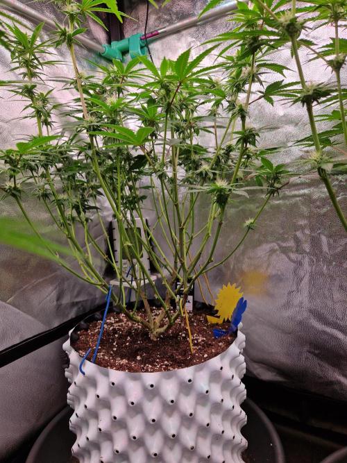 Pink Poochie Vaders Cut. Week 12 - 17.04.26 